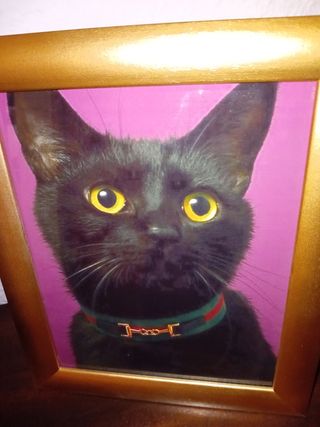 Gatto nero Cuadro con collana verde