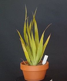Drago Icod de los Vinos (Tenerife) 688245