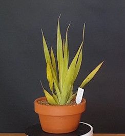 Drago Icod de los Vinos (Tenerife) 688242