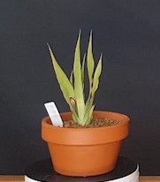 Drago Icod de los Vinos (Tenerife) 688248