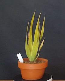 Drago Icod de los Vinos (Tenerife) 688249
