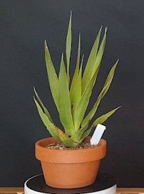 Drago Icod de los Vinos (Tenerife) 688244