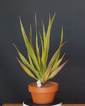 Drago Icod de los Vinos (Tenerife) 688241