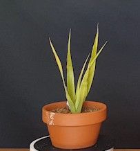 Drago Icod de los Vinos (Tenerife) 688265