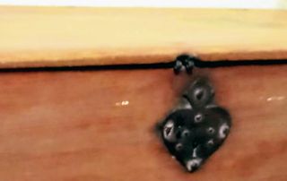 Arca de madera antigua