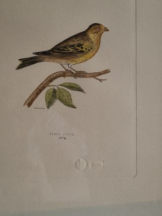 Stampa uccello Serin Finch.