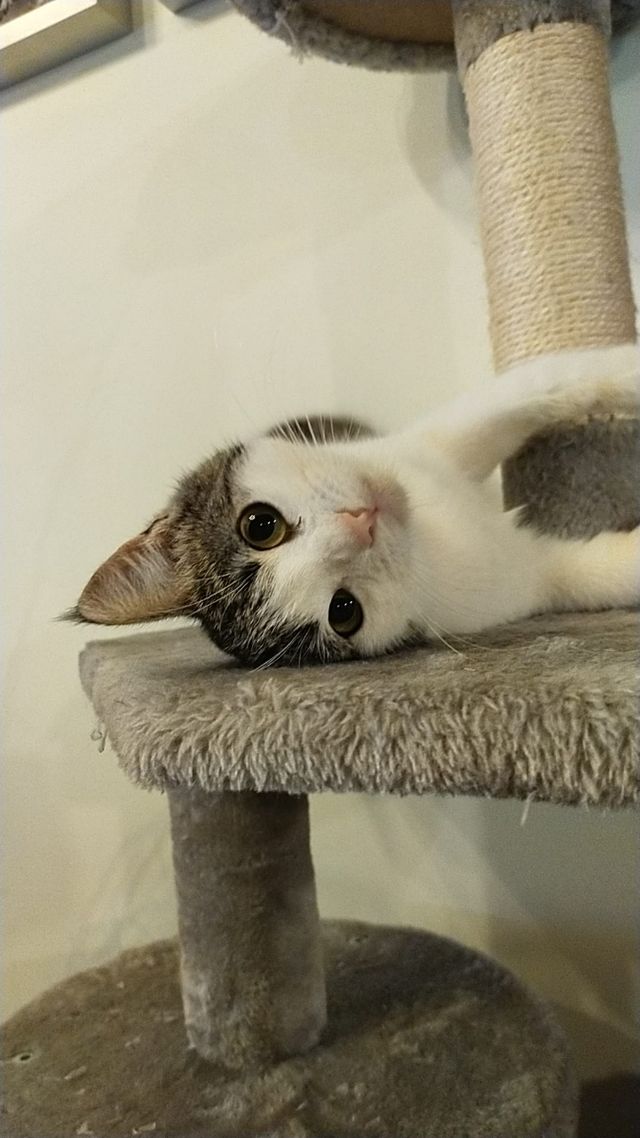 Limpieza a domicilio 