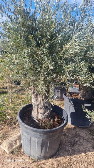 Olivos en maceta! Para decorar tu porche, jardín.