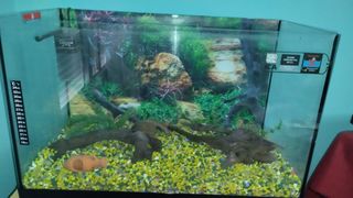 Acuario pecera de 64 litros