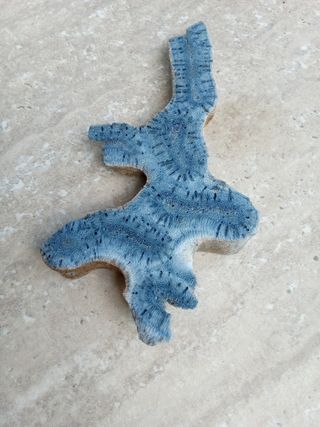Corallo