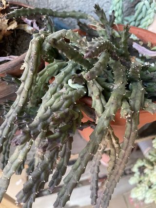 3 Talee di  Strapelia Variegata non radicate