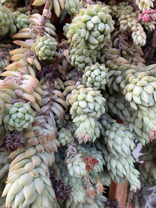 3 Talee Sedum 'Harry Butterfield'