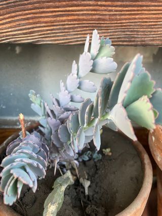 3 Kalanchoe Fedtschenkoi