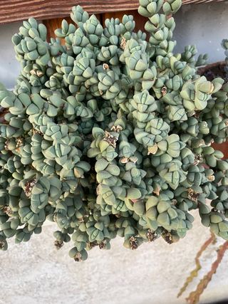 3 talee Lapidaria Margaretae