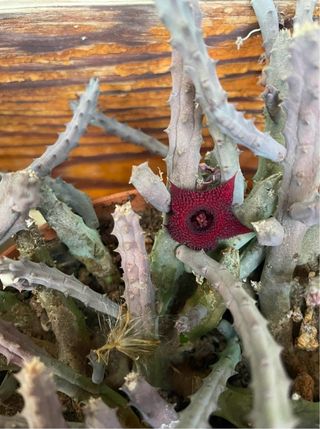 3 talee Huernia macrocarpa