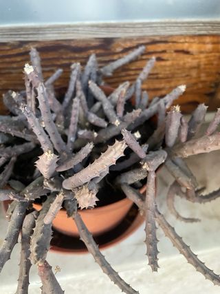 3 talee Huernia macrocarpa