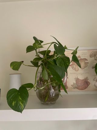 Esqueje: Planta Poto
Sin maceta, con raíz