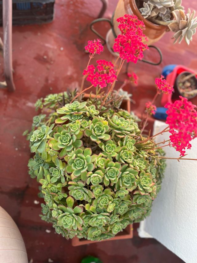 Suculentas y Kalanchoe grasas
