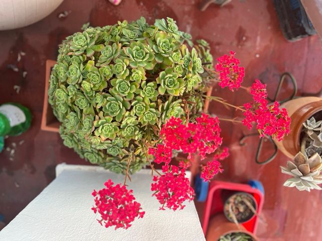 Suculentas y Kalanchoe grasas