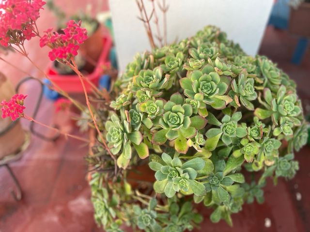 Suculentas y Kalanchoe grasas