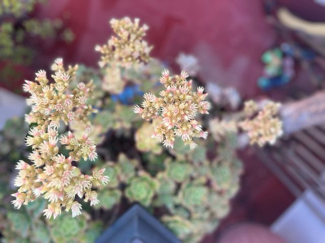 Suculentas y Kalanchoe grasas