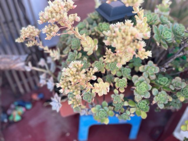 Suculentas y Kalanchoe grasas