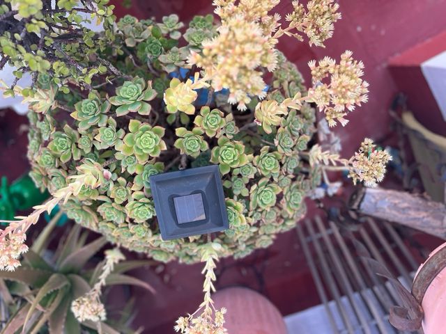 Suculentas y Kalanchoe grasas