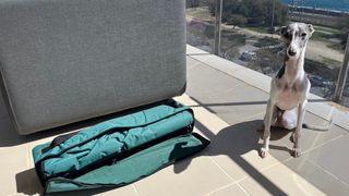Cama elevada para Perro