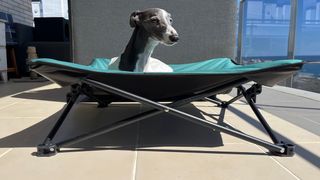 Cama elevada para Perro