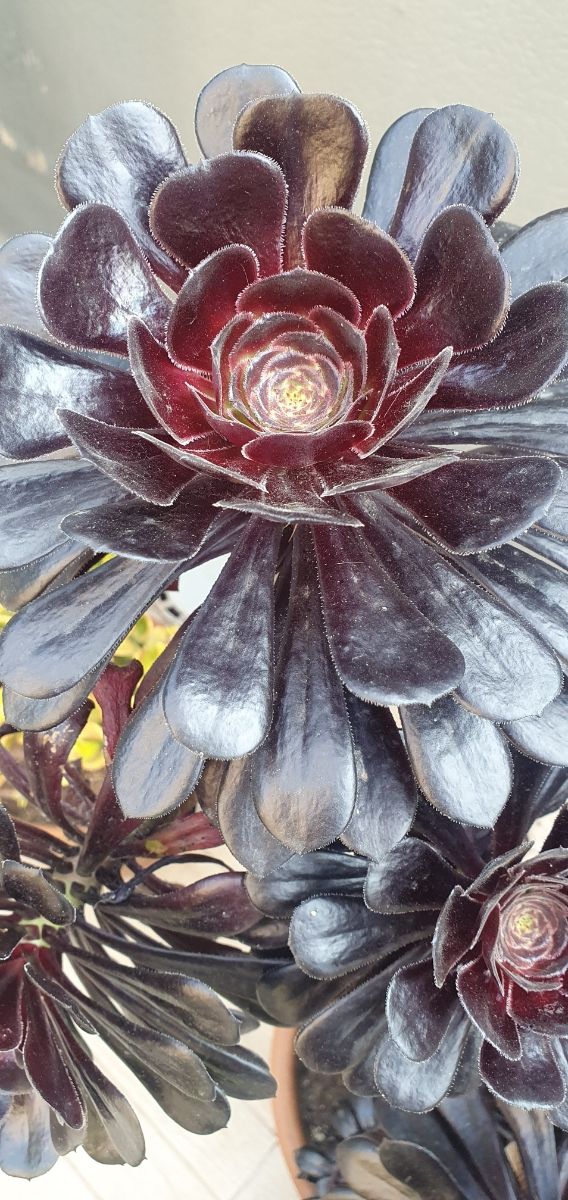 Aeonium Atropurpureum - Esquejes