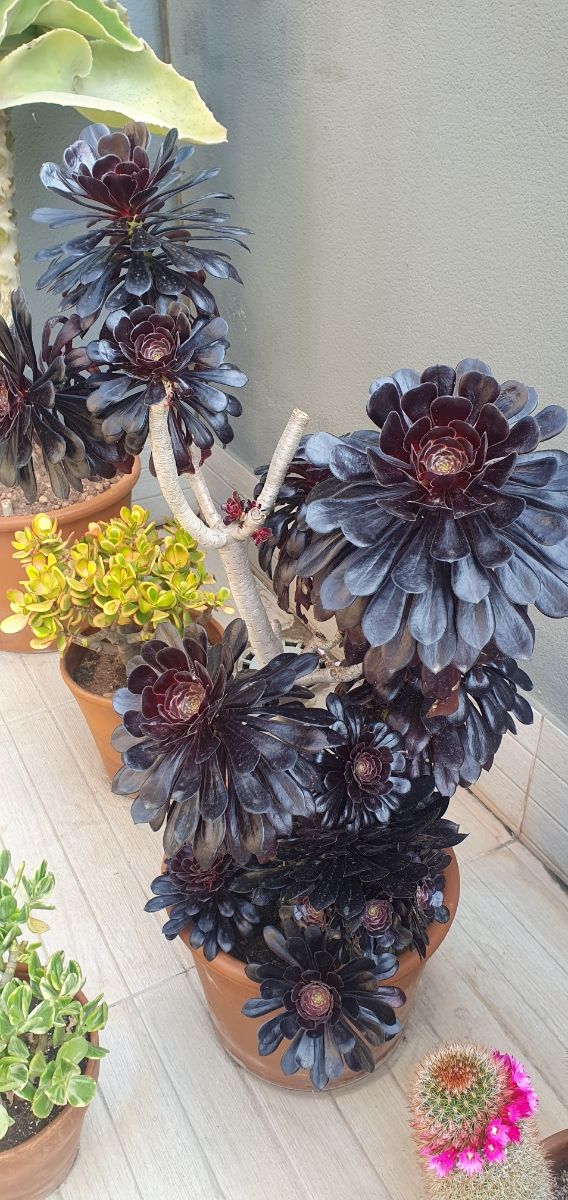 Aeonium Atropurpureum - Esquejes