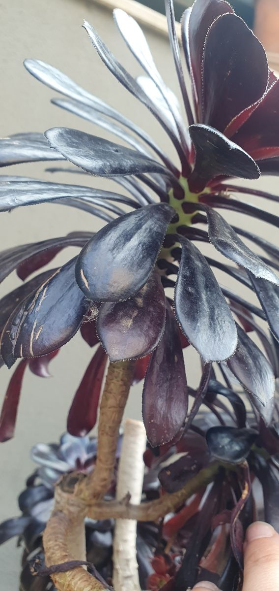 Aeonium Atropurpureum - Esquejes