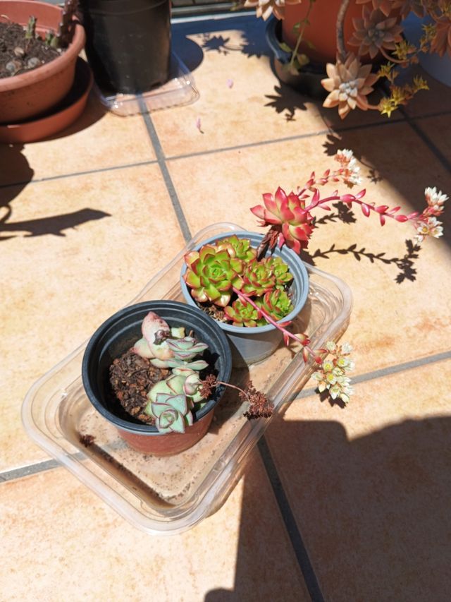 2 Suculentas en macetas crassula perforara