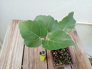 Bonsai de higuera