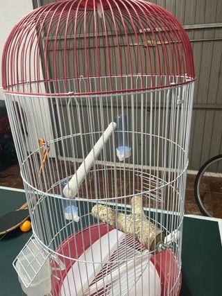 Jaula pajaros roja y blanca