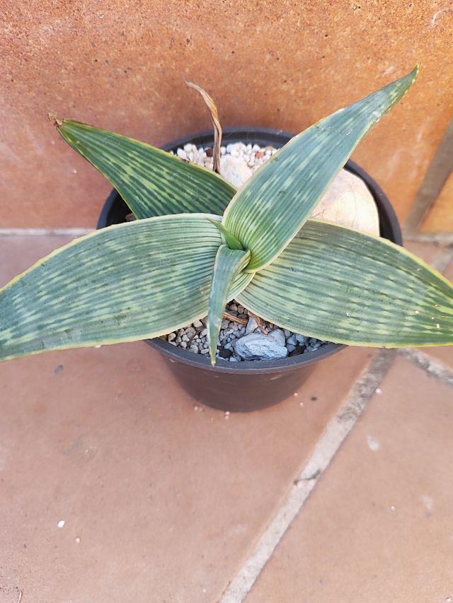 Aloe karasburgensis - Pianta succulenta