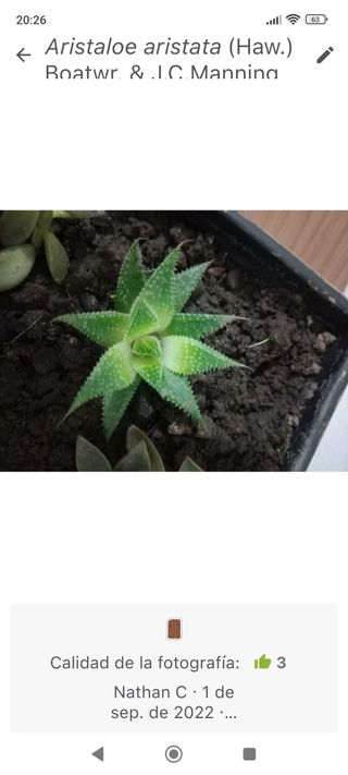 Planta Aristaloe aristata cactus