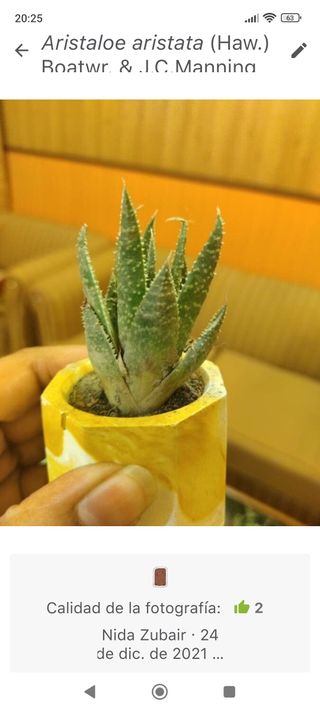 Planta Aristaloe aristata cactus