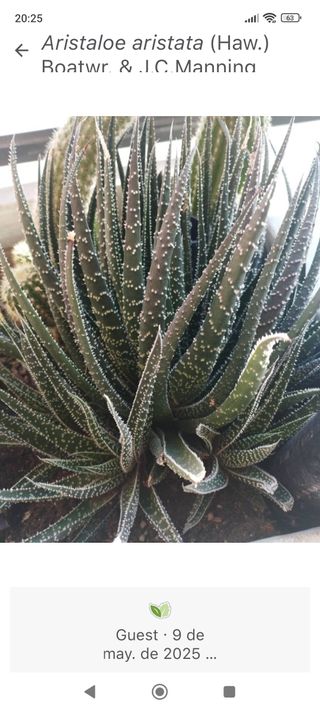 Planta Aristaloe aristata cactus