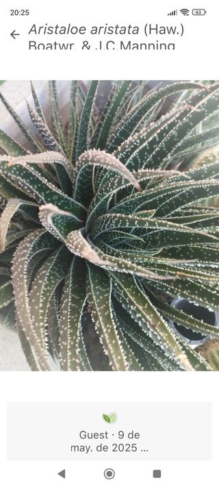 Planta Aristaloe aristata cactus