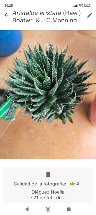 Planta Aristaloe aristata cactus