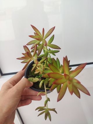 Sedum nussbaumerianun
