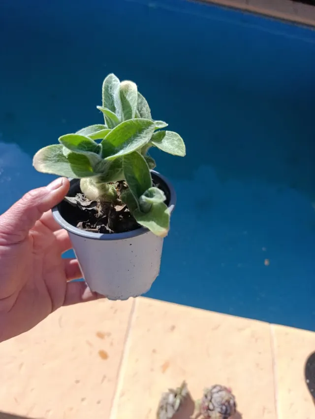 ✅planta  Tradescantia Sedosa