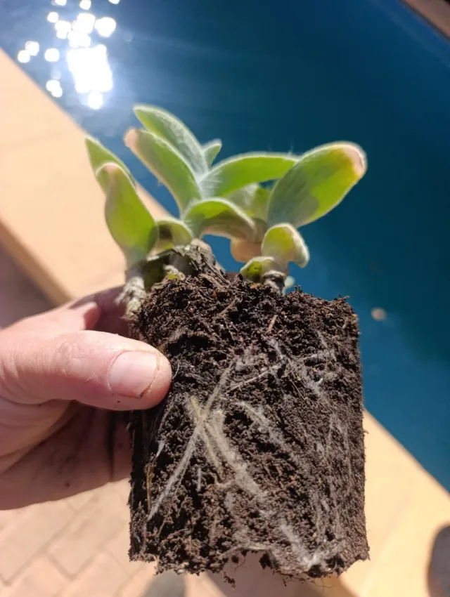✅planta  Tradescantia Sedosa