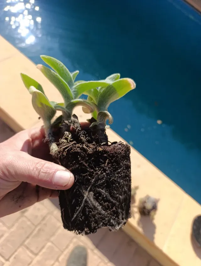 ✅planta  Tradescantia Sedosa