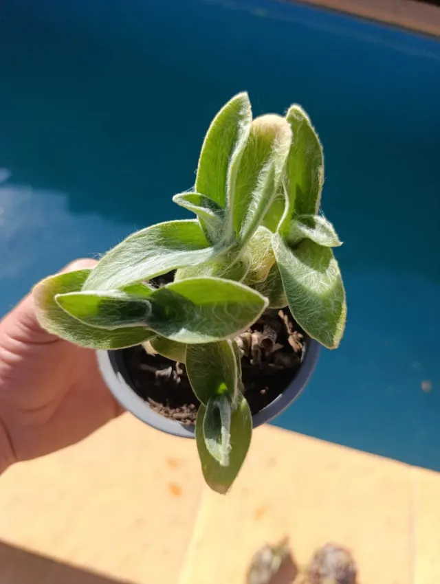 ✅planta  Tradescantia Sedosa