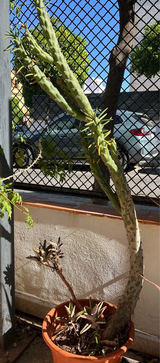 Cactus Euphorbia - Planta grande