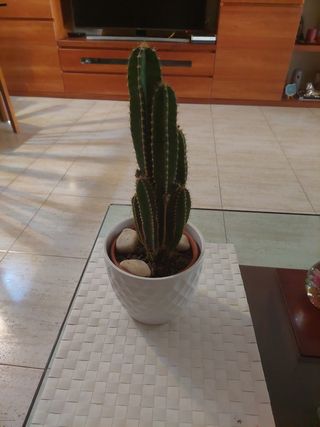 Cactus columna - Planta