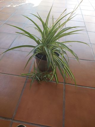 Planta Cinta - Chlorophytum comosum
