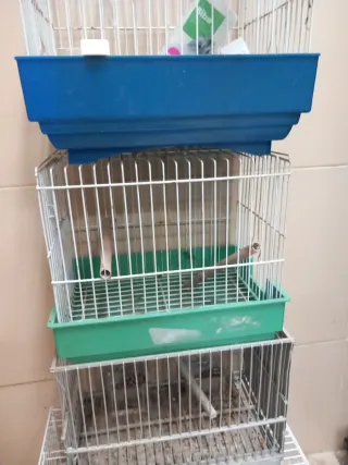 4 jaulas de pájaros